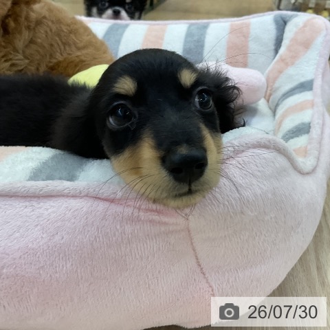 ミニチュア・ダックスフンドの写真