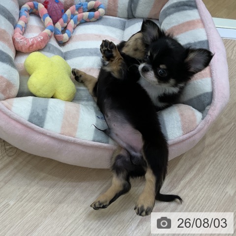ミニチュア・ダックスフンドの写真
