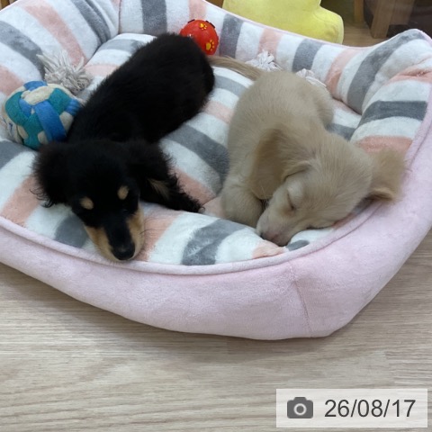 ミニチュア・ダックスフンドの写真