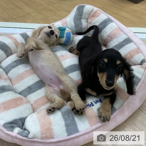 ミニチュア・ダックスフンドの写真