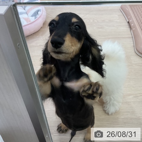 ミニチュア・ダックスフンドの写真