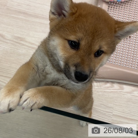 福井県の柴犬(標準サイズ) (ペットプラス 福井店/2026年5月26日生まれ/男の子/赤)の子犬の4枚目の画像