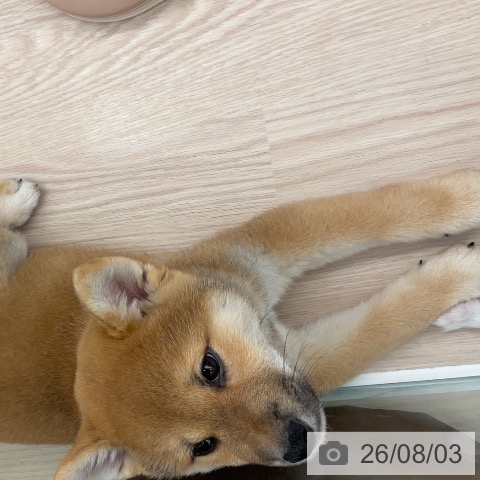 福井県の柴犬(標準サイズ) (ペットプラス 福井店/2026年5月26日生まれ/男の子/赤)の子犬の3枚目の画像