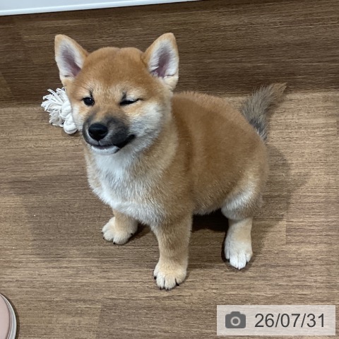 愛知県の柴犬(標準サイズ) (ペッツワン 東海店/2026年5月26日生まれ/男の子/赤)の子犬の4枚目の画像