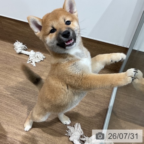 愛知県の柴犬(標準サイズ) (ペッツワン 東海店/2026年5月26日生まれ/男の子/赤)の子犬の3枚目の画像