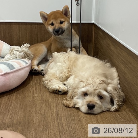 愛知県の柴犬(標準サイズ) (ペッツワン 東海店/2026年5月26日生まれ/男の子/赤)の子犬の4枚目の画像