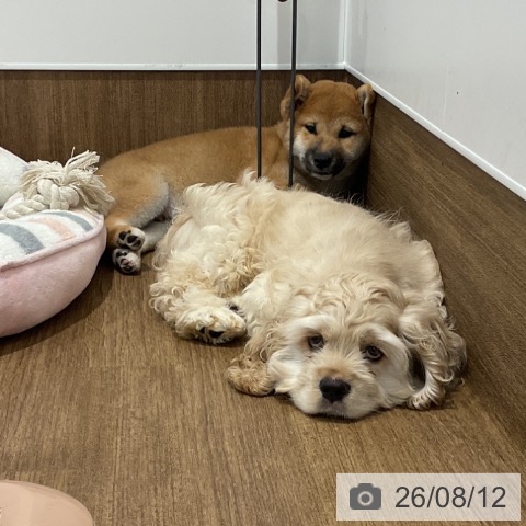 愛知県の柴犬(標準サイズ) (ペッツワン 東海店/2026年5月26日生まれ/男の子/赤)の子犬の3枚目の画像