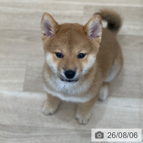 柴の写真
