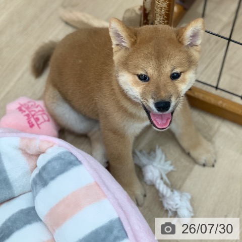 岐阜県の柴犬(標準サイズ) (ペットプラス 光ケ丘店/2026年5月26日生まれ/男の子/赤)の子犬の4枚目の画像