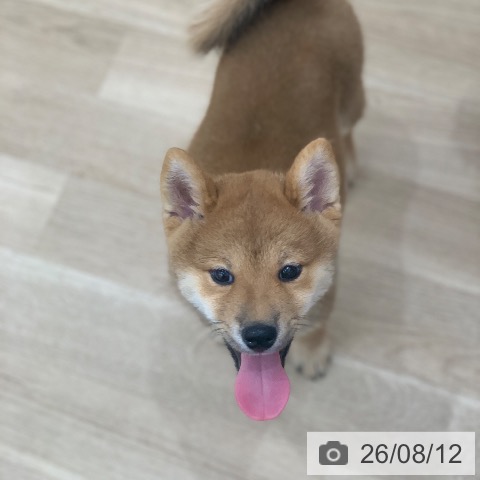 岐阜県の柴犬(標準サイズ) (ペットプラス 光ケ丘店/2026年5月26日生まれ/男の子/赤)の子犬の4枚目の画像