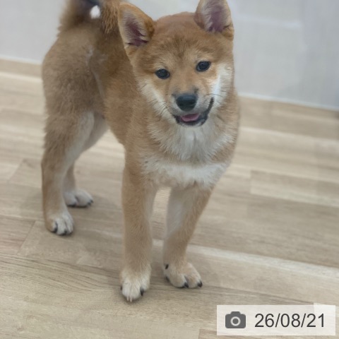 岐阜県の柴犬(標準サイズ) (ペットプラス 光ケ丘店/2026年5月26日生まれ/男の子/赤)の子犬の4枚目の画像