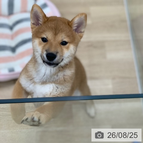 岐阜県の柴犬(標準サイズ) (ペットプラス 光ケ丘店/2026年5月26日生まれ/男の子/赤)の子犬の4枚目の画像