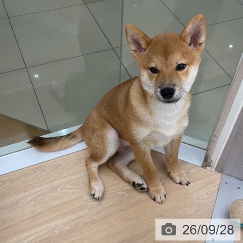 三重県の柴犬(標準サイズ) (ペットプラス 四日市泊店/2026年5月26日生まれ/男の子/赤)の子犬の4枚目の画像