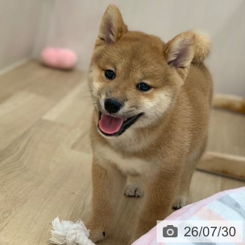 岐阜県の柴犬(標準サイズ) (ペットプラス 光ケ丘店/2026年5月26日生まれ/男の子/赤)の子犬の3枚目の画像