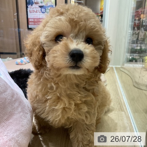 愛知県のトイプードル(トイ) (ペットプラス イオンモール豊川店/2026年5月28日生まれ/女の子/アプリコット)の子犬の4枚目の画像
