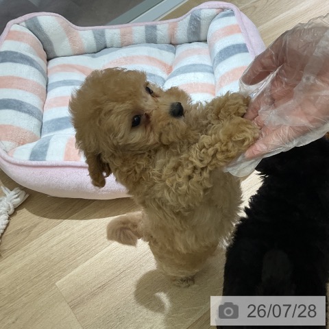 愛知県のトイプードル(トイ) (ペットプラス イオンモール豊川店/2026年5月28日生まれ/女の子/アプリコット)の子犬の3枚目の画像