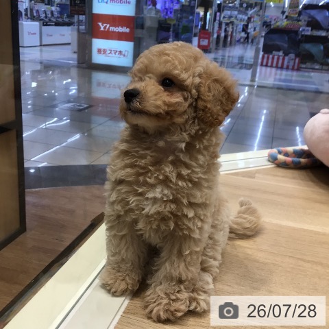 岐阜県のトイプードル(トイ) (ペットプラス 各務原店/2026年5月28日生まれ/女の子/クリーム)の子犬の4枚目の画像