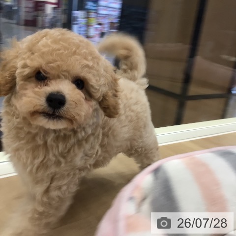 岐阜県のトイプードル(トイ) (ペットプラス 各務原店/2026年5月28日生まれ/女の子/クリーム)の子犬の3枚目の画像