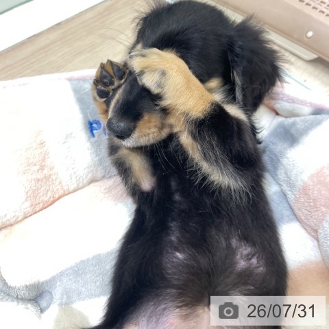 富山県のミニチュアダックスフンド(ロング) (ペットプラス 高岡店/2026年5月27日生まれ/女の子/ブラックタン)の子犬の3枚目の画像