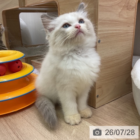 愛知県のラグドール (ペットプラス 岡崎店/2026年5月23日生まれ/男の子/ブルーポイントバイカラー)の子猫の3枚目の画像