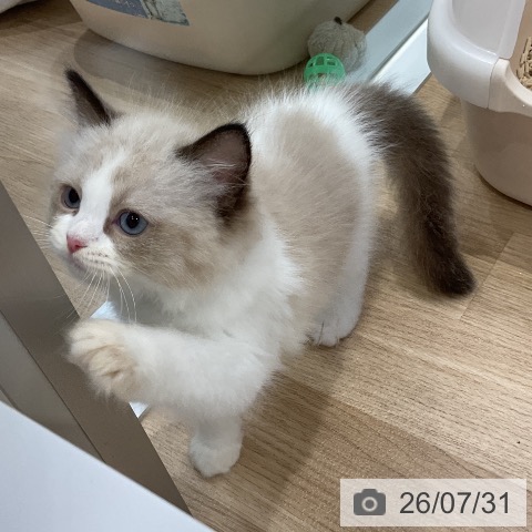 ラグドールの写真
