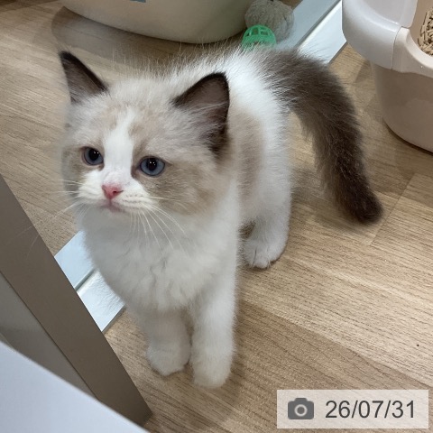 ラグドールの写真