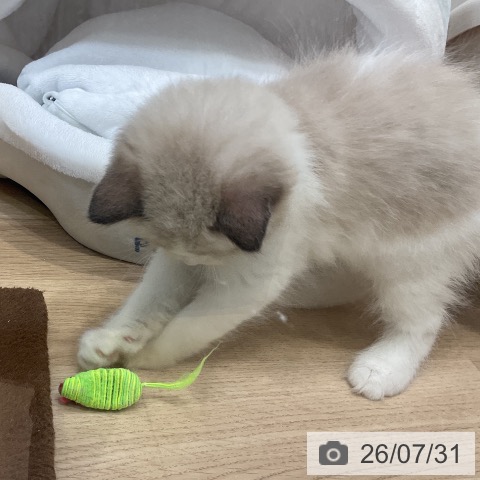 ラグドールの写真