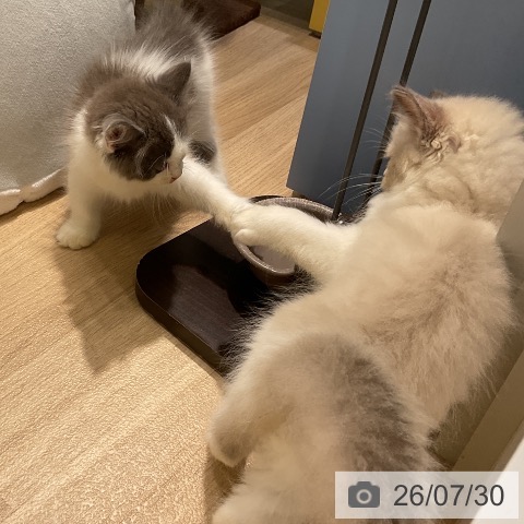 ラグドールの写真