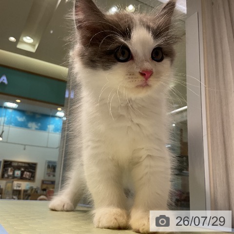 サイベリアンの写真