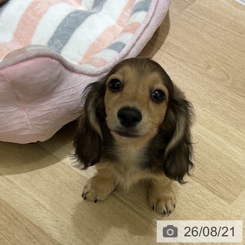 ミニチュア・ダックスフンドの写真