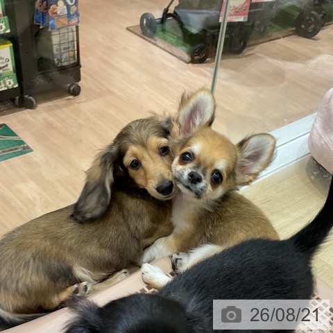 愛知県のミニチュアダックスフンド(ロング) (ペットプラス イオンモール豊川店/2026年5月28日生まれ/女の子/シェーデットイエロー)の子犬の3枚目の画像