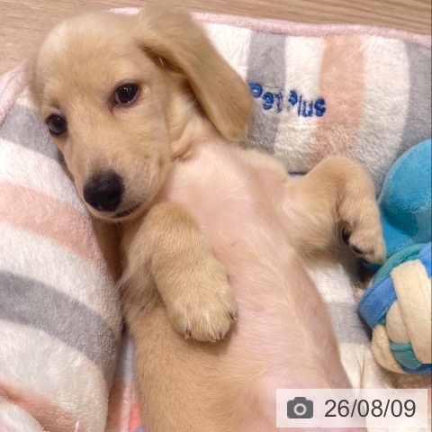 石川県のミニチュアダックスフンド(ロング) (ペットプラス 新小松店/2026年5月27日生まれ/男の子/イエロー)の子犬の4枚目の画像
