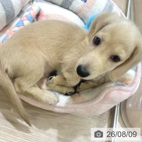 石川県のミニチュアダックスフンド(ロング) (ペットプラス 新小松店/2026年5月27日生まれ/男の子/イエロー)の子犬の3枚目の画像