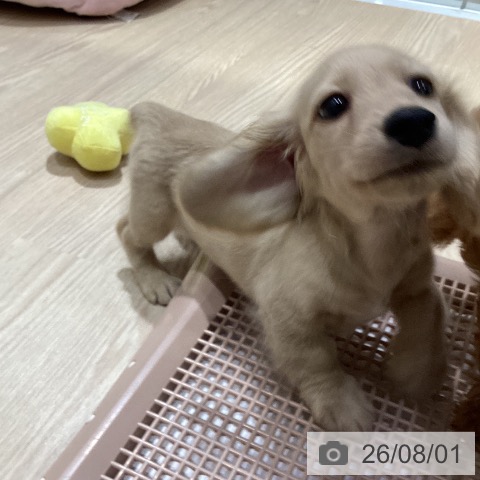 ミニチュア・ダックスフンドの写真