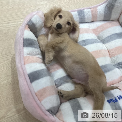 ミニチュア・ダックスフンドの写真
