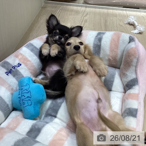 ミニチュア・ダックスフンドの写真