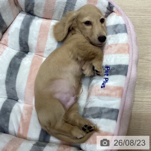 ミニチュア・ダックスフンドの写真