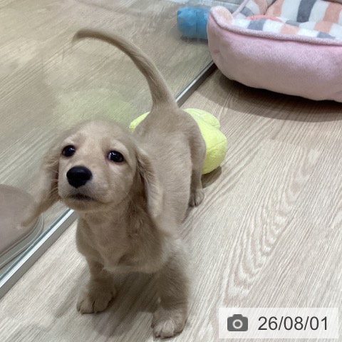 愛知県のミニチュアダックスフンド(ロング) (ペットプラス イオンモール長久手店/2026年5月27日生まれ/男の子/イエロー)の子犬の4枚目の画像