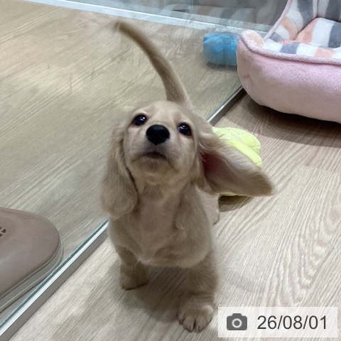 ミニチュア・ダックスフンドの写真