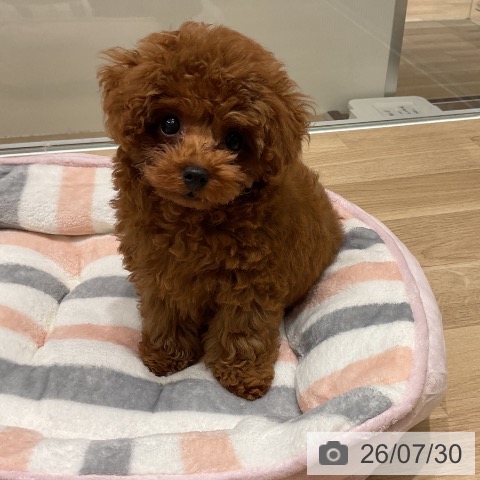 三重県のトイプードル(トイ) (ペットプラス 鈴鹿店/2026年5月29日生まれ/男の子/レッド)の子犬の3枚目の画像