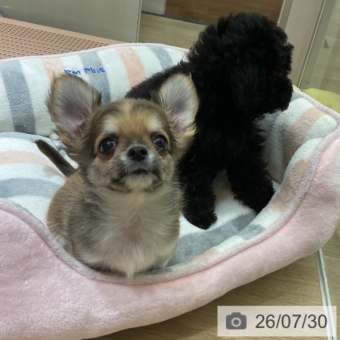 愛知県のチワワ(ロング) (ペットプラス イオンモール豊川店/2026年5月26日生まれ/男の子/フォーンホワイト)の子犬の3枚目の画像