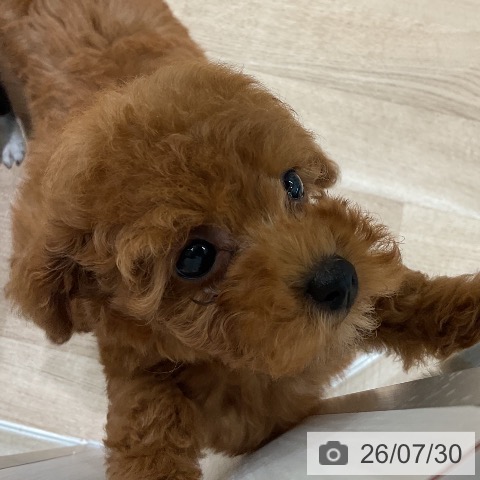 三重県のトイプードル(トイ) (ペットプラス 四日市泊店/2026年5月29日生まれ/女の子/レッド)の子犬の4枚目の画像