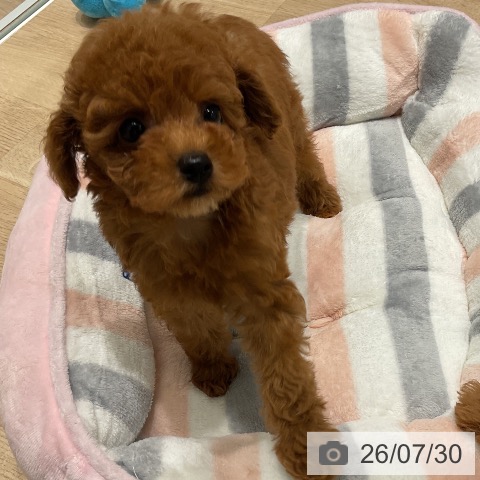 三重県のトイプードル(トイ) (ペットプラス 四日市泊店/2026年5月29日生まれ/女の子/レッド)の子犬の3枚目の画像