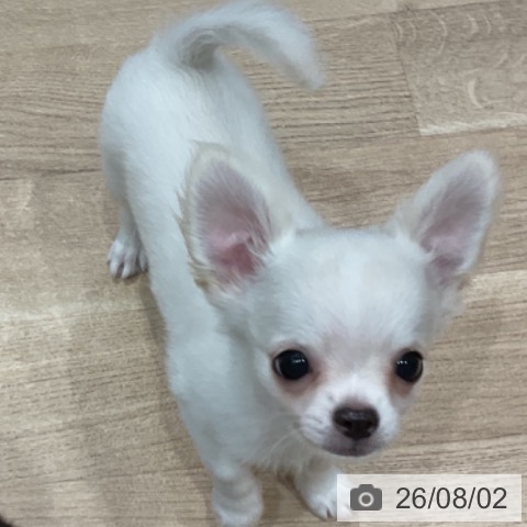 愛知県のチワワ(ロング) (ペットプラス 東浦店/2026年5月24日生まれ/男の子/クリーム)の子犬の4枚目の画像