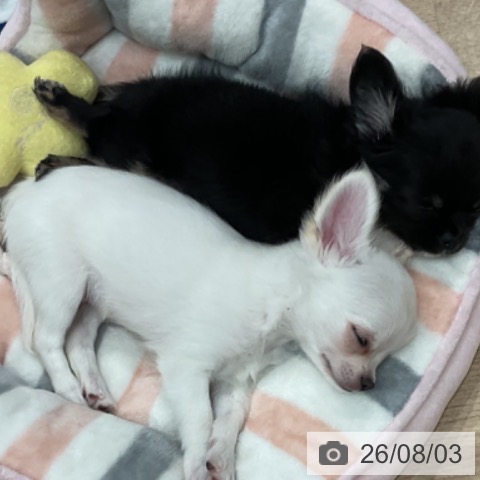 愛知県のチワワ(ロング) (ペットプラス 東浦店/2026年5月24日生まれ/男の子/クリーム)の子犬の3枚目の画像
