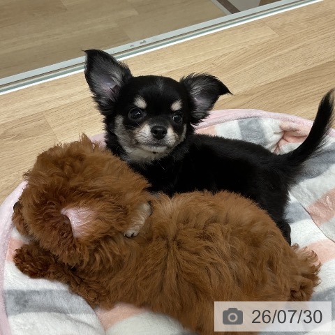三重県のチワワの子犬を価格や特徴で探す|ペットショップ探すなら