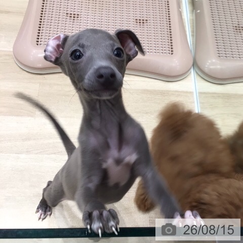 岐阜県のイタリアングレーハウンド (ペットプラス 各務原店/2026年5月27日生まれ/男の子/ブルーホワイト)の子犬の3枚目の画像