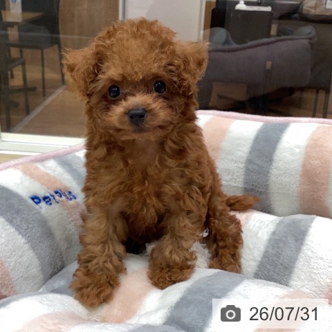岐阜県のトイプードル(トイ) (ペットプラス 各務原店/2026年5月28日生まれ/男の子/レッド)の子犬の4枚目の画像