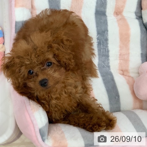 岐阜県のトイプードル(トイ) (ペットプラス 光ケ丘店/2026年5月28日生まれ/男の子/レッド)の子犬の4枚目の画像