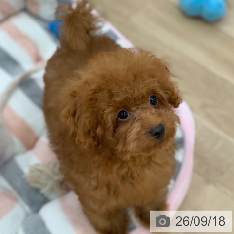 岐阜県のトイプードル(トイ) (ペットプラス 光ケ丘店/2026年5月28日生まれ/男の子/レッド)の子犬の4枚目の画像